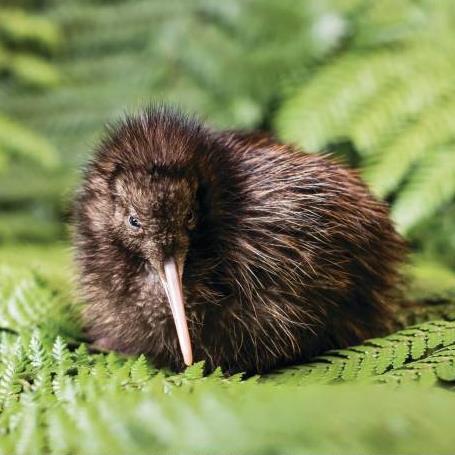 National Kiwi Hatchery Gift Vouchers